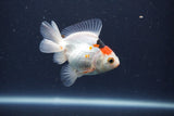 Baby Thai Oranda  Tricolor 3 Inch (ID#1018ToPTA-39) Free2Day SHIPPING