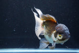 Thai Oranda  Panda 5 Inch (ID#927To2b-83) Free2Day SHIPPING