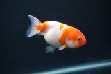 Baby Ranchu  Sakura 3 Inch (ID#0107R9c-30) Free2Day SHIPPING