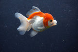 Juvenile Thai Oranda  Red White 3 Inch (ID#411T13b-52) Free2Day SHIPPING