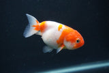 Baby Ranchu  Sakura 3 Inch (ID#0107R9c-30) Free2Day SHIPPING