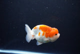 Juvenile Lionchu  Red White 4 Inch (ID#1115R11a-27) Free2Day SHIPPING