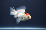 Baby Thai Oranda  Tricolor 3 Inch (ID#1018ToPTA-39) Free2Day SHIPPING