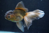 Thai Oranda  Bronze 5.5 Inch (ID#927To2b-84) Free2Day SHIPPING