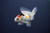 Baby Thai Oranda  Tricolor 3 Inch (ID#1018ToPTA-39) Free2Day SHIPPING