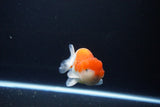 Juvenile Lionchu  Red White 4 Inch (ID#1115R11a-27) Free2Day SHIPPING