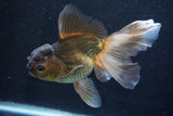 Thai Oranda  Bronze 5.5 Inch (ID#927To2b-84) Free2Day SHIPPING