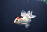 Baby Thai Oranda  Tricolor 3 Inch (ID#1018ToPTA-39) Free2Day SHIPPING