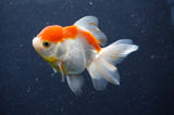 Juvenile Thai Oranda  Red White 3 Inch (ID#411T13b-52) Free2Day SHIPPING