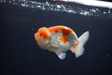 Juvenile Lionchu  Red White 4 Inch (ID#1115R11a-27) Free2Day SHIPPING