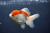 Juvenile Thai Oranda  Red White 3 Inch (ID#411T13b-52) Free2Day SHIPPING