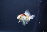 Baby Thai Oranda  Tricolor 3 Inch (ID#1018ToPTA-39) Free2Day SHIPPING