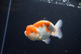 Juvenile Lionchu  Red White 4 Inch (ID#1115R11a-27) Free2Day SHIPPING