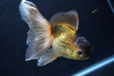 Thai Oranda  Bronze 5.5 Inch (ID#927To2b-84) Free2Day SHIPPING