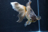 Thai Oranda  Bronze 5.5 Inch (ID#927To2b-84) Free2Day SHIPPING