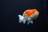 Juvenile Lionchu  Red White 4 Inch (ID#1115R11a-27) Free2Day SHIPPING