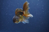 Baby Thai Oranda  Bronze 3.5 Inch (ID#1018ToPTA-40) Free2Day SHIPPING