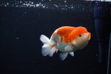 Juvenile Lionchu  Red White 4 Inch (ID#1115R11a-27) Free2Day SHIPPING