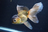 Thai Oranda  Bronze 5.5 Inch (ID#927To2b-84) Free2Day SHIPPING