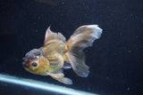 Thai Oranda  Bronze 5.5 Inch (ID#927To2b-84) Free2Day SHIPPING