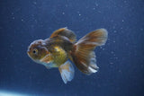 Baby Thai Oranda  Bronze 3.5 Inch (ID#1018ToPTA-40) Free2Day SHIPPING