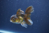 Baby Thai Oranda  Bronze 3.5 Inch (ID#1018ToPTA-40) Free2Day SHIPPING