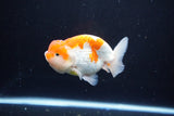 Juvenile Lionchu  Red White 4 Inch (ID#1115R11a-27) Free2Day SHIPPING