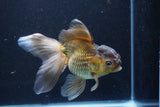 Thai Oranda  Bronze 5.5 Inch (ID#927To2b-84) Free2Day SHIPPING