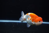 Juvenile Lionchu  Red White 4 Inch (ID#1115R11a-27) Free2Day SHIPPING