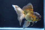 Thai Oranda  Bronze 5.5 Inch (ID#927To2b-84) Free2Day SHIPPING