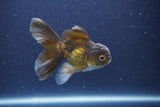 Baby Thai Oranda  Bronze 3.5 Inch (ID#1018ToPTA-40) Free2Day SHIPPING