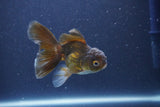 Baby Thai Oranda  Bronze 3.5 Inch (ID#1018ToPTA-40) Free2Day SHIPPING