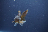 Baby Thai Oranda  Bronze 3.5 Inch (ID#1018ToPTA-40) Free2Day SHIPPING