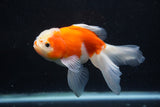 Thai Oranda  Sakura 5 Inch (ID#927To2b-85) Free2Day SHIPPING