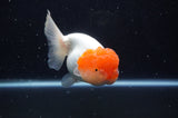 Lionhead  Red White 5 Inch (ID#311L9a-106) Free2Day SHIPPING