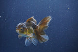 Baby Thai Oranda  Bronze 3.5 Inch (ID#1018ToPTA-40) Free2Day SHIPPING