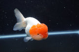 Lionhead  Red White 5 Inch (ID#311L9a-106) Free2Day SHIPPING