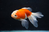 Thai Oranda  Sakura 5 Inch (ID#927To2b-85) Free2Day SHIPPING