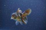 Baby Thai Oranda  Bronze 3.5 Inch (ID#1018ToPTA-40) Free2Day SHIPPING