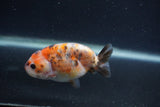 Baby Ranchu  Calico 3 Inch (ID#0107R9c-32) Free2Day SHIPPING