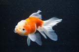 Thai Oranda  Sakura 5 Inch (ID#927To2b-85) Free2Day SHIPPING