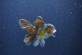 Baby Thai Oranda  Bronze 3.5 Inch (ID#1018ToPTA-40) Free2Day SHIPPING