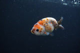 Baby Ranchu  Calico 3 Inch (ID#0107R9c-32) Free2Day SHIPPING