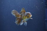 Baby Thai Oranda  Bronze 3.5 Inch (ID#1018ToPTA-40) Free2Day SHIPPING