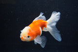 Thai Oranda  Sakura 5 Inch (ID#927To2b-85) Free2Day SHIPPING