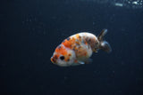 Baby Ranchu  Calico 3 Inch (ID#0107R9c-32) Free2Day SHIPPING