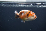 Baby Ranchu  Calico 3 Inch (ID#0107R9c-32) Free2Day SHIPPING