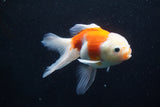 Thai Oranda  Sakura 5 Inch (ID#927To2b-85) Free2Day SHIPPING