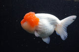 Lionhead  Red White 5 Inch (ID#311L9a-106) Free2Day SHIPPING