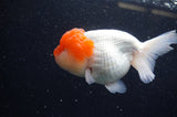 Lionhead  Red White 5 Inch (ID#311L9a-106) Free2Day SHIPPING
